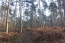 Forêt de Bord